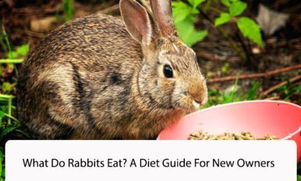 What Do Rabbits Eat? A Diet Guide For New Owners