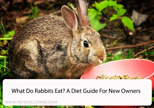 What Do Rabbits Eat
