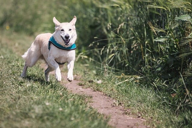 Essential Supplements to Keep Your Dog Healthy