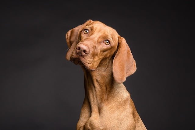 Essential Supplements to Keep Your Dog Healthy