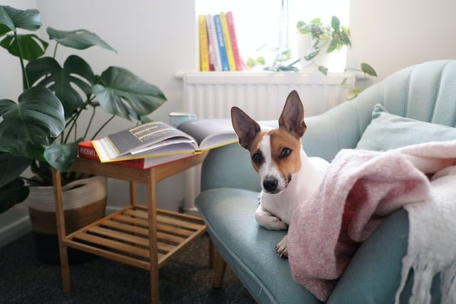 Pet-Friendly, Comfortable, and Organized Home