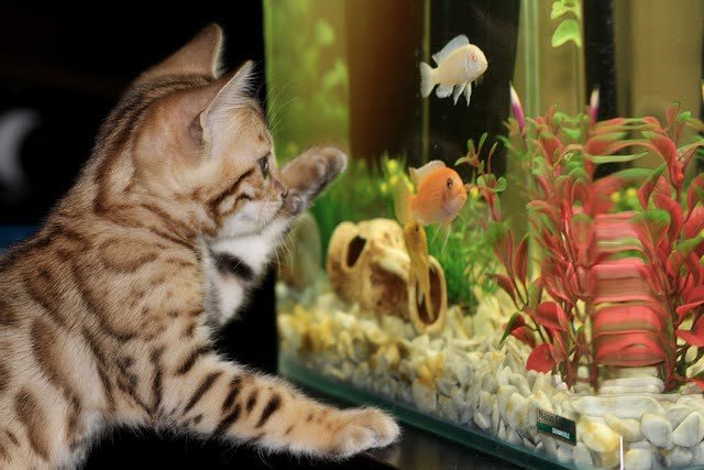 Things To Consider Before Buying An Aquarium