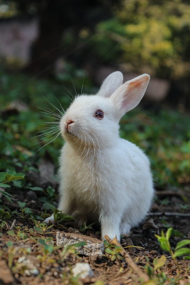 Health Of A Rabbit