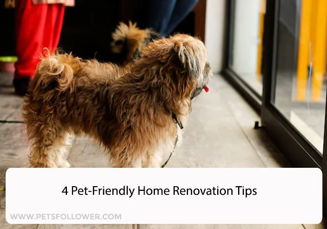 4 Pet-Friendly Home Renovation Tips