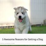 5 Awesome Reasons for Getting a Dog