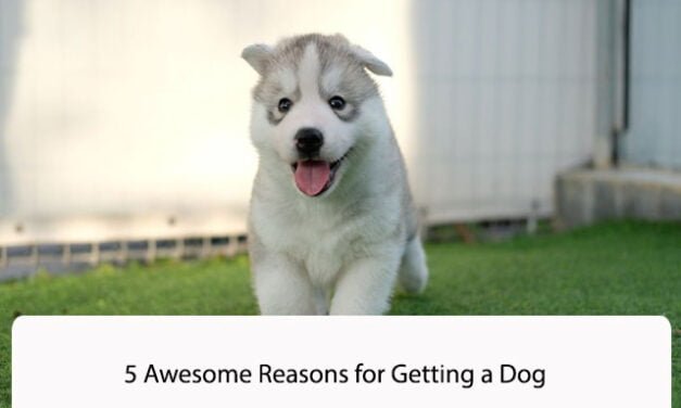 5 Awesome Reasons for Getting a Dog