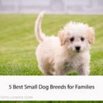 5 Best Small Dog Breeds for Families