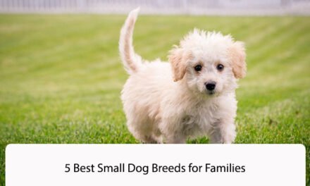 5 Best Small Dog Breeds for Families