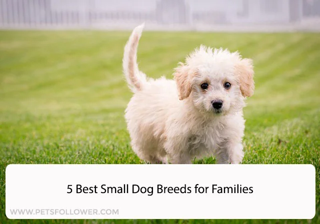 5 Best Small Dog Breeds for Families