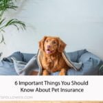 6 Important Things You Should Know About Pet Insurance