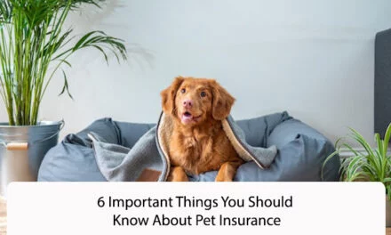 6 Important Things You Should Know About Pet Insurance