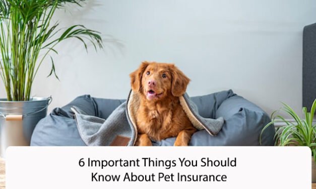 6 Important Things You Should Know About Pet Insurance