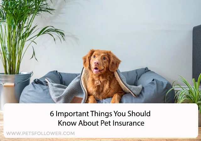 6 Important Things You Should Know About Pet Insurance