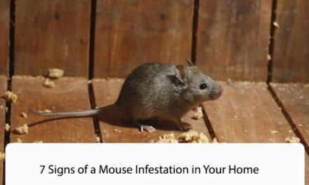 7 Signs of a Mouse Infestation in Your Home
