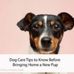 Dog Care Tips to Know Before Bringing Home a New Pup
