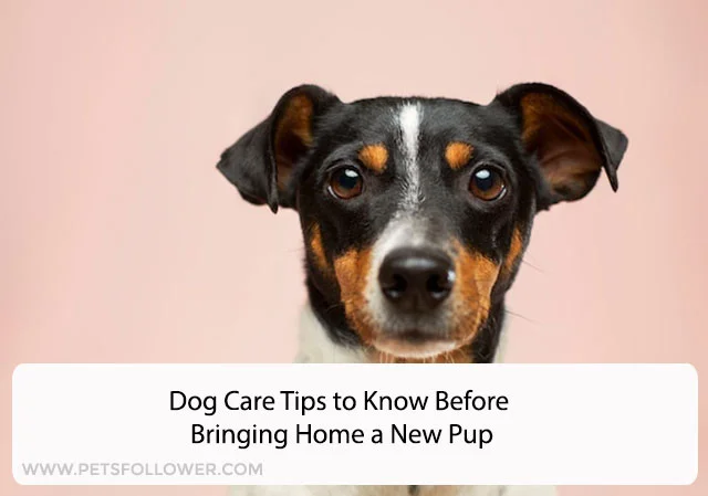 Dog Care Tips to Know Before Bringing Home a New Pup