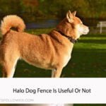 Halo Dog Fence Is Useful Or Not