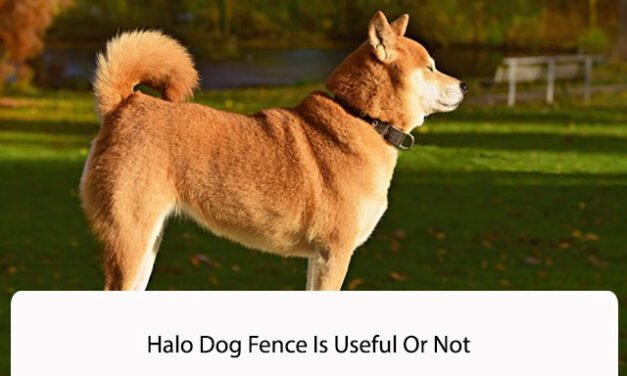 Halo Dog Fence Is Useful Or Not? A Complete Guide