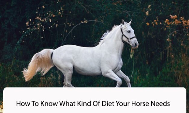 How To Know What Kind Of Diet Your Horse Needs?