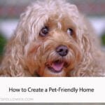How to Create a Pet-Friendly Home