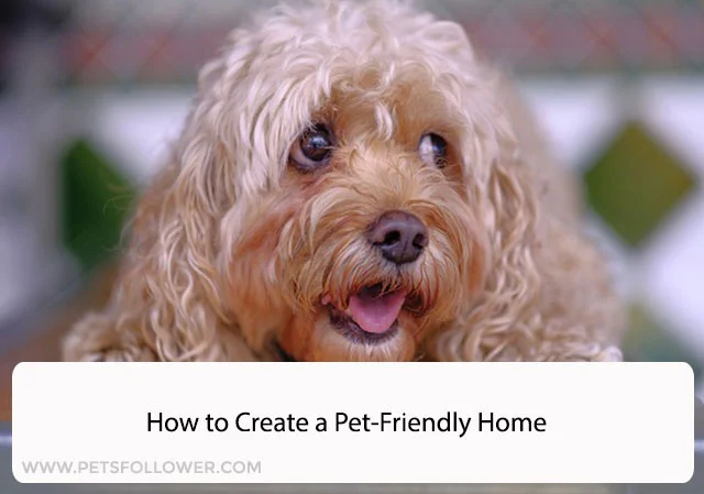 How to Create a Pet-Friendly Home