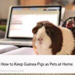 How to Keep Guinea Pigs as Pets at Home