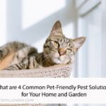 What are 4 Common Pet-Friendly Pest Solutions for Your Home and Garden