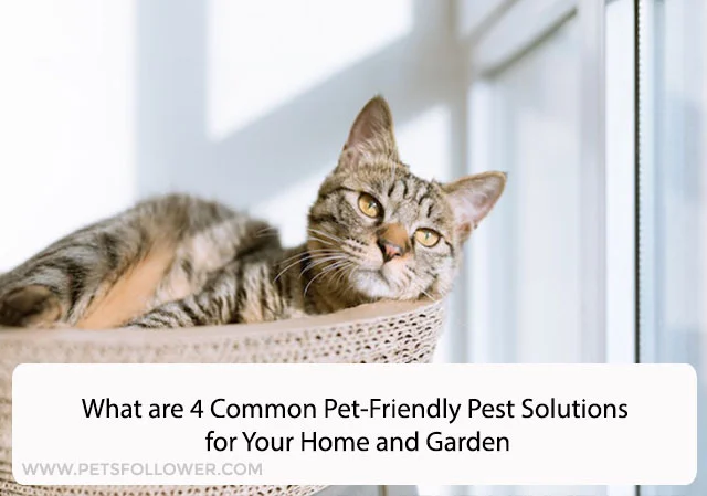 What are 4 Common Pet-Friendly Pest Solutions for Your Home and Garden