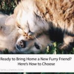 Ready to Bring Home a New Furry Friend