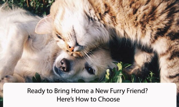 Ready to Bring Home a New Furry Friend? Here’s How to Choose