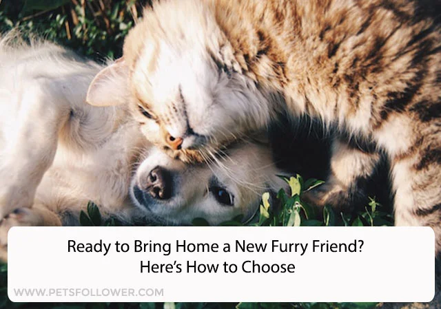 Ready to Bring Home a New Furry Friend