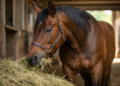 What Kind Of Diet Your Horse Needs