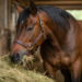 What Kind Of Diet Your Horse Needs