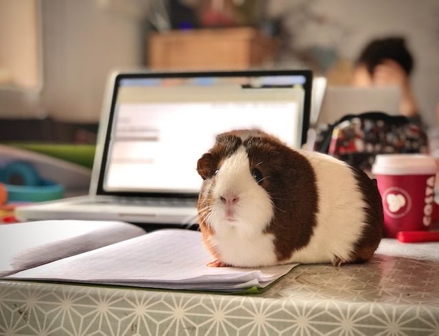 How to Keep Guinea Pigs as Pets at Home