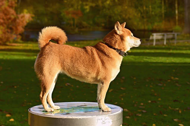 Halo Dog Fence Is Useful Or Not