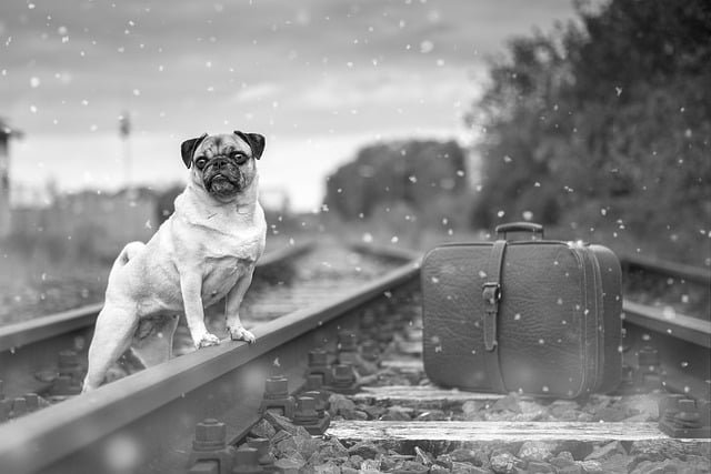 Backpacking Trip with Dog