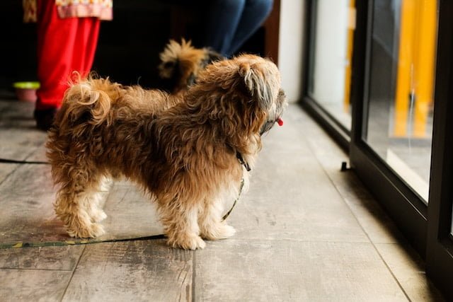 4 Pet-Friendly Home Renovation Tips