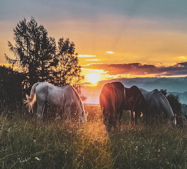 Research Your Horse’s Breed to Choose the Best Diet