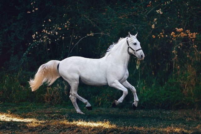 How To Know What Kind Of Diet Your Horse Needs