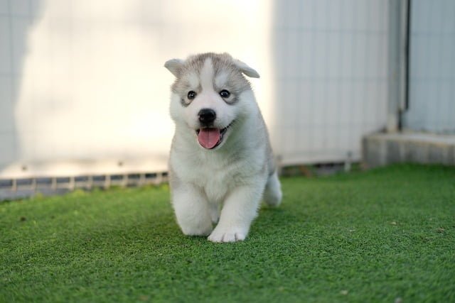 5 Awesome Reasons for Getting a Dog