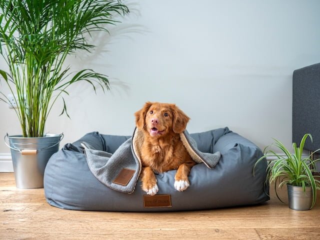 Pet Insurance