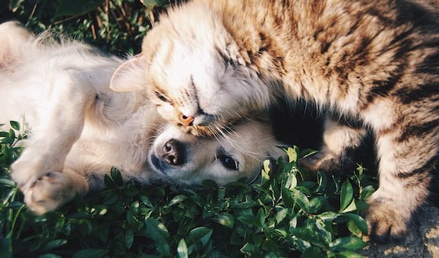 Ready to Bring Home a New Furry Friend?