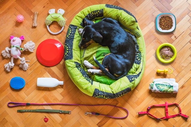 Dog Care Tips