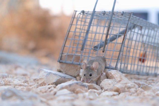Pet-Friendly Pest Solutions for Your Home and Garden