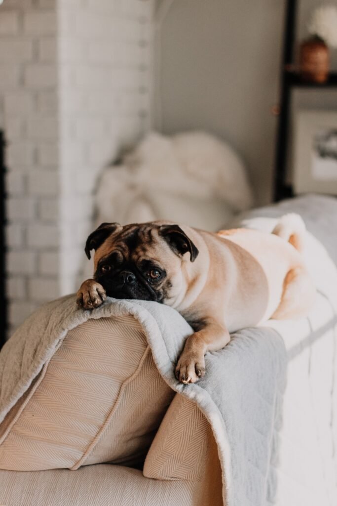 How to Create a Pet-Friendly Home