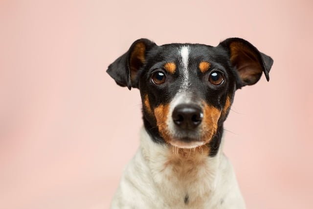 Dog Care Tips