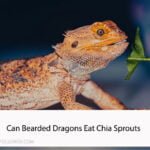 Can Bearded Dragons Eat Chia Sprouts