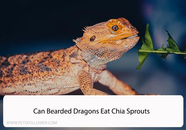 Can Bearded Dragons Eat Chia Sprouts