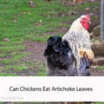 Can Chickens Eat Artichoke Leaves