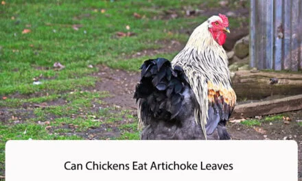 Can Chickens Eat Artichoke Leaves